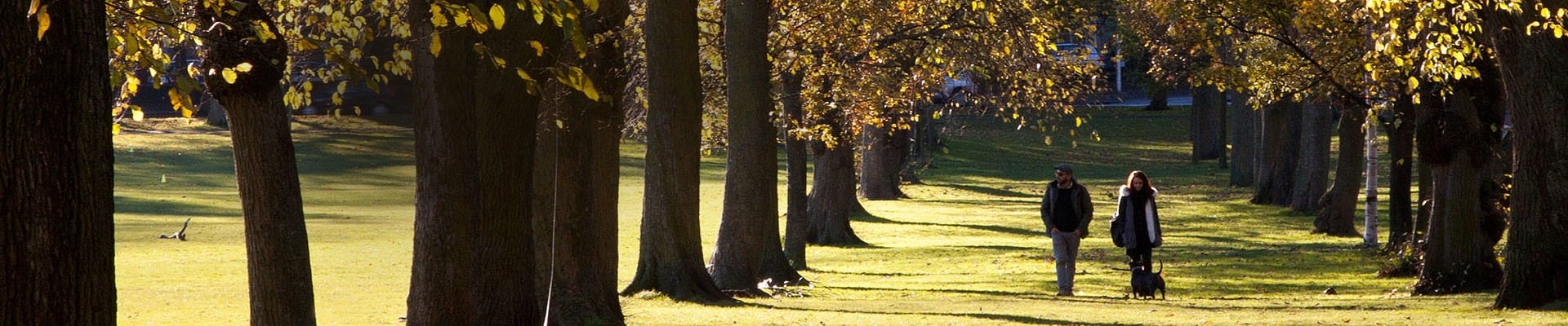 Donate a tree in Edinburgh