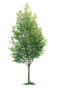 Flagship Tree