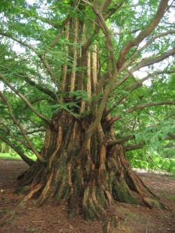 Dawn redwood