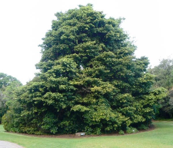 East Princes Street Gardens – Large Evergreen