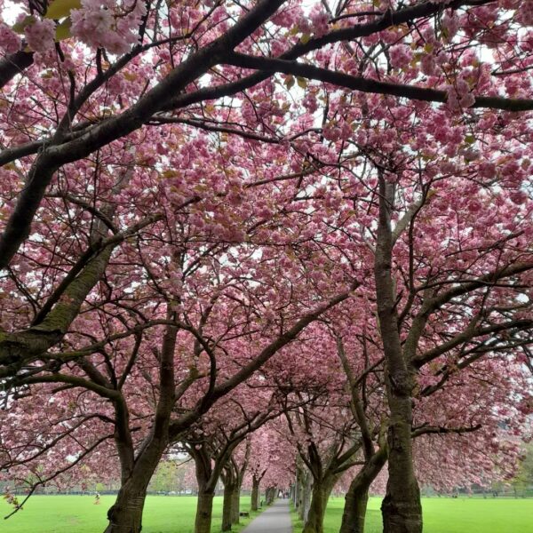 The Meadows – Cherry