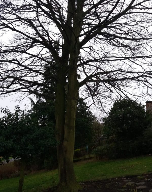 Braidburn Valley Park - Sycamore