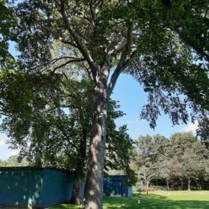 Roseburn Park – Beech