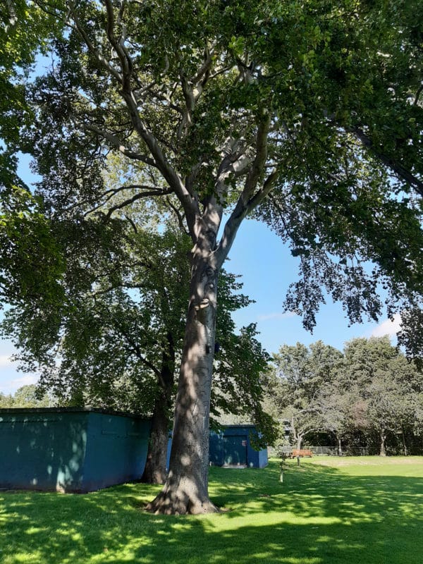 Roseburn Park – Beech