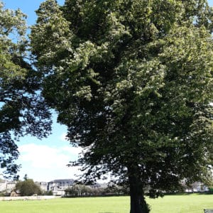 Roseburn Park – Lime