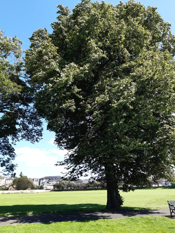 Roseburn Park – Lime