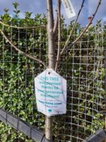 New Street Trees from donations through Tree Time.