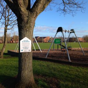 Winchburgh: Barrett's Park: Pedunculate Oak