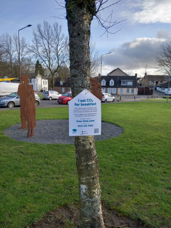 Fauldhouse: Main Street: Himalyan Birch