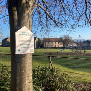 Uphall: Glebe Park-Common Beech