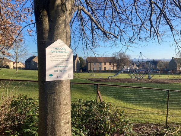 Uphall: Glebe Park-Common Beech