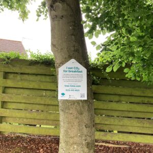 Livingston: Murieston: Common Beech