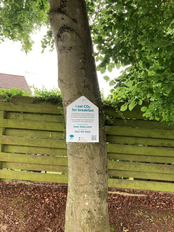Livingston: Murieston: Common Beech