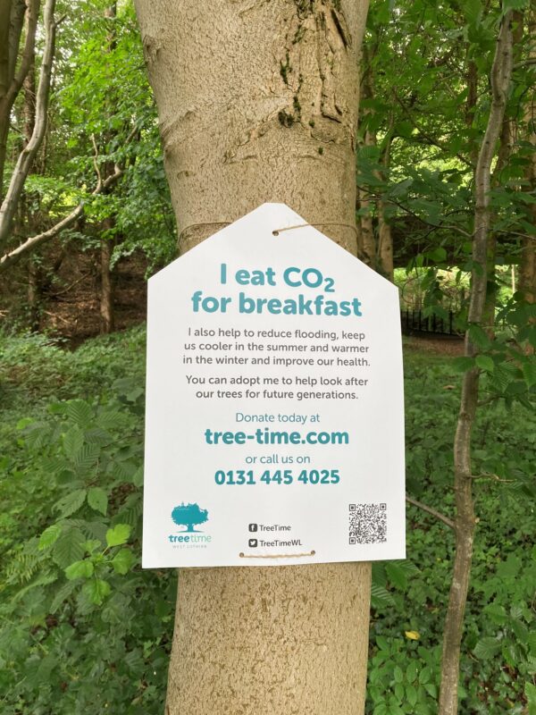 Livingston: Murieston: Sycamore
