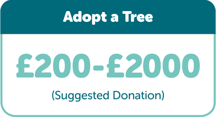 Adopt a Tree: Suggested donation £200-£2000