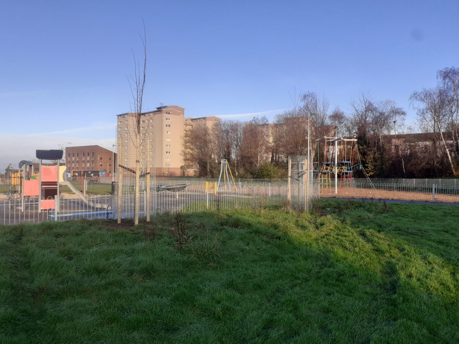 New Trees in West Pilton Park TreeTime Edinburgh TreeTime Edinburgh