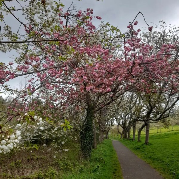 Braidburn Valley Park - Cherry