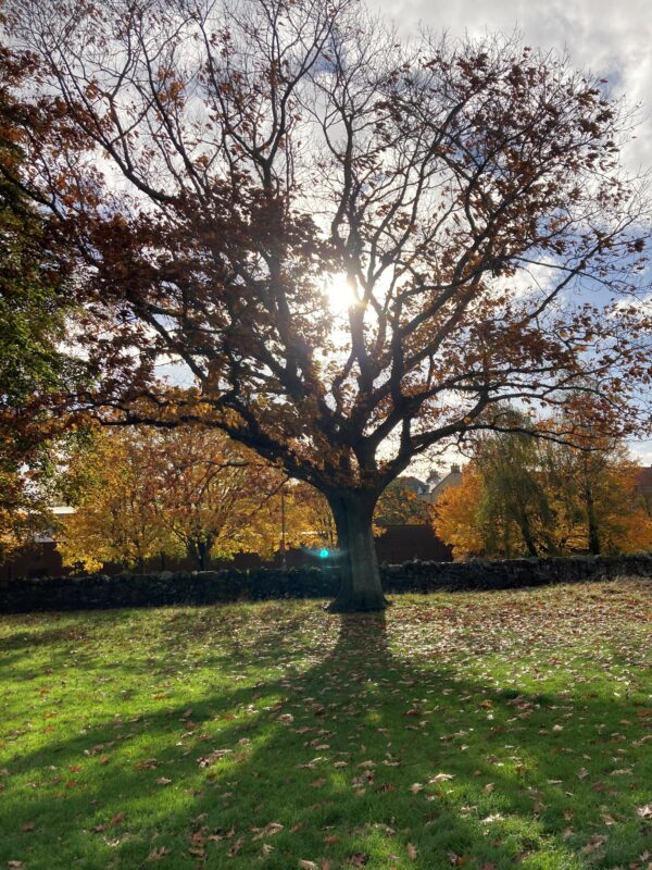 Neilson Park - Oak