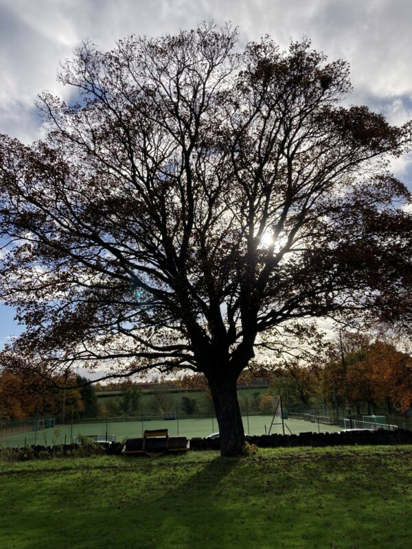 Neilson Park - Maple