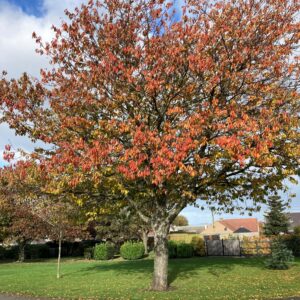 Polson Park - Cherry