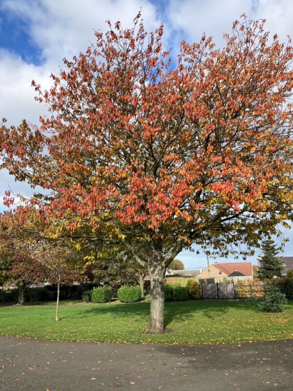 Polson Park - Cherry