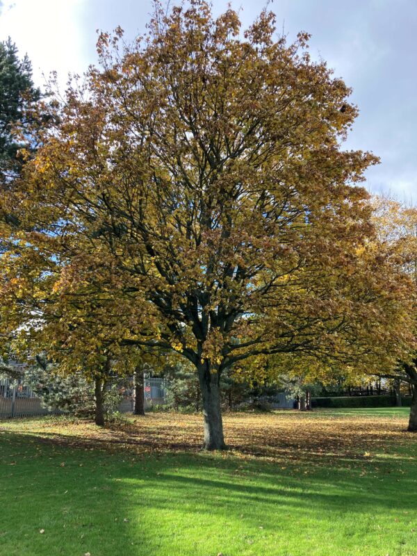 Polson Park - Maple