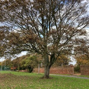 Recreation Park - Maple