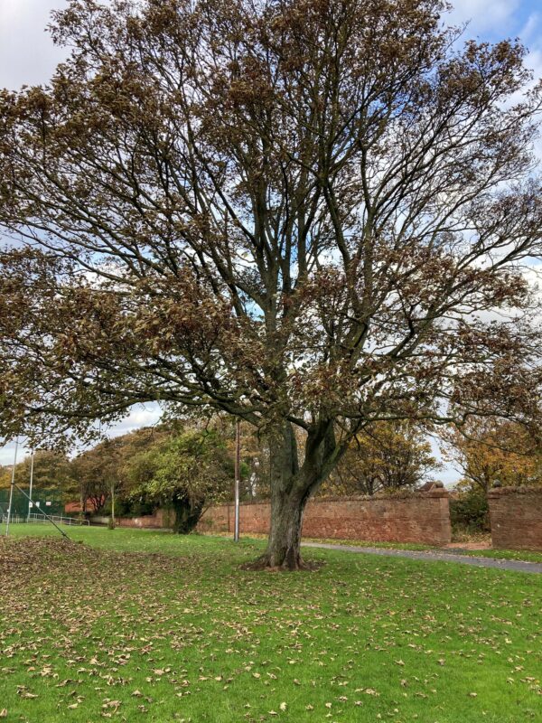 Recreation Park - Maple