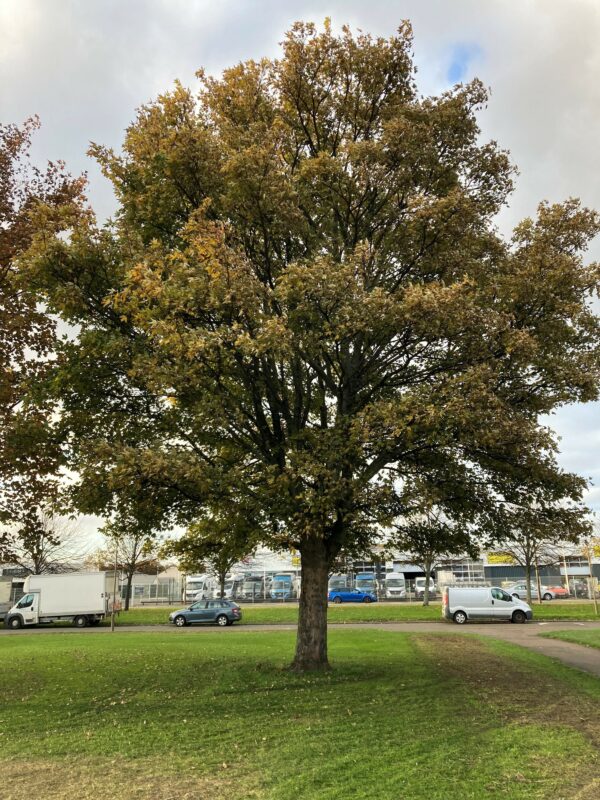 Whitecraig Road - Maple