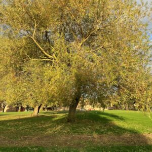 Whitecraig Road - Willow