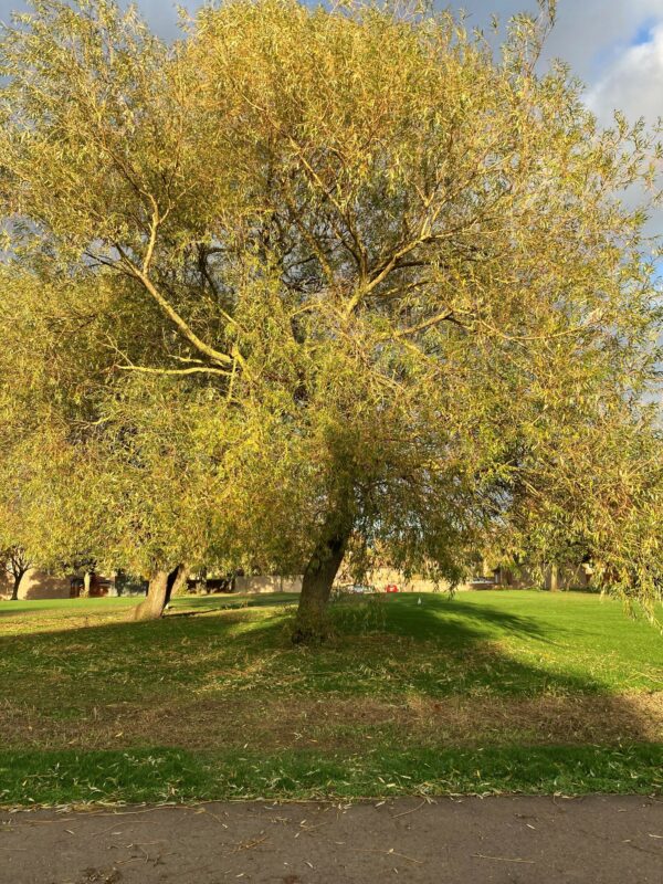 Whitecraig Road - Willow