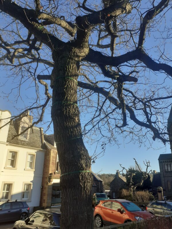 East Linton: Oak