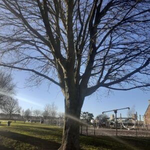 East Linton Memorial Park: Maple