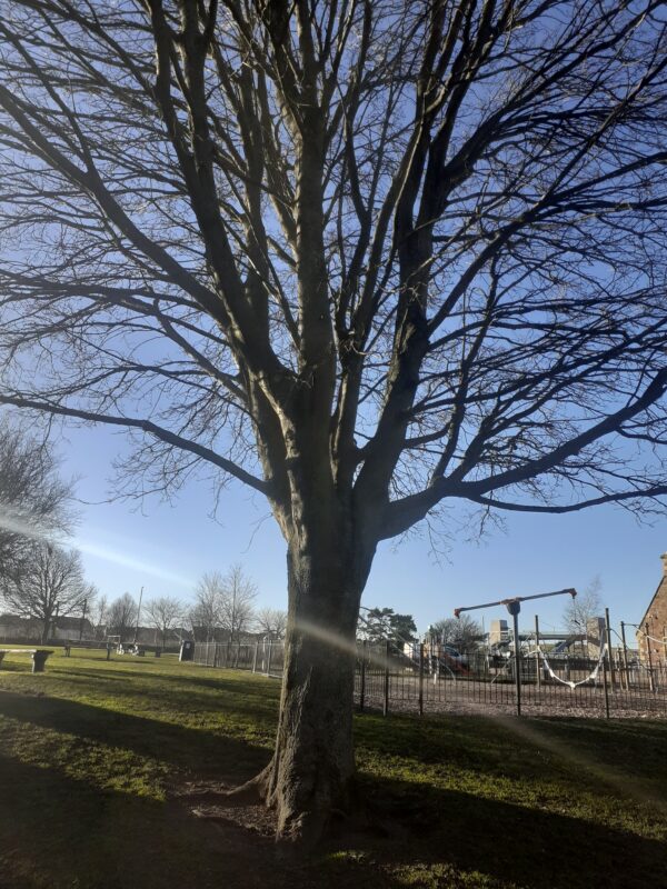 East Linton Memorial Park: Maple