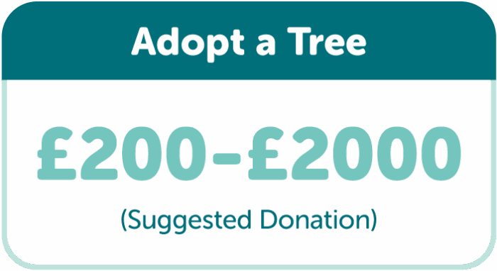 Adopt a tree with TreeTime. Suggested donation £200-£2000.